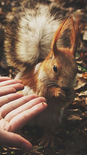 squirrel beside human hands